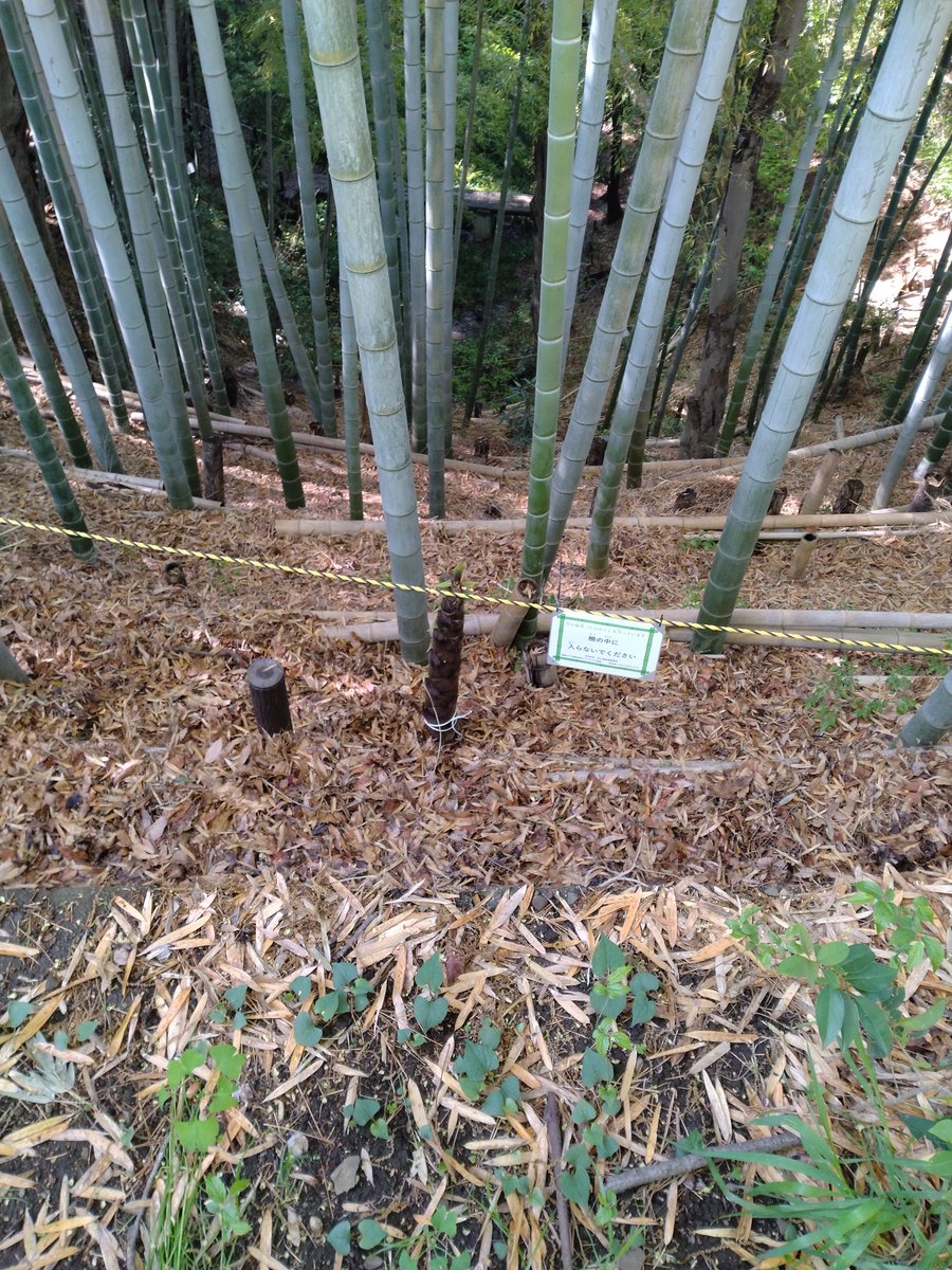 seijo3core's tweet photo. 「竹林保護をしています」のトラロープの効果か、今年はロープ内のタケノコはだいたい無事。4月に3年生のタケノコ観察もできました。急斜面なのでロープは外さずこのまま竹林保護エリアとします。密になった竹は適宜整理して落ち葉だめ補修や粗朶に活用します。 https://t.co/8UmmAkgzTL
