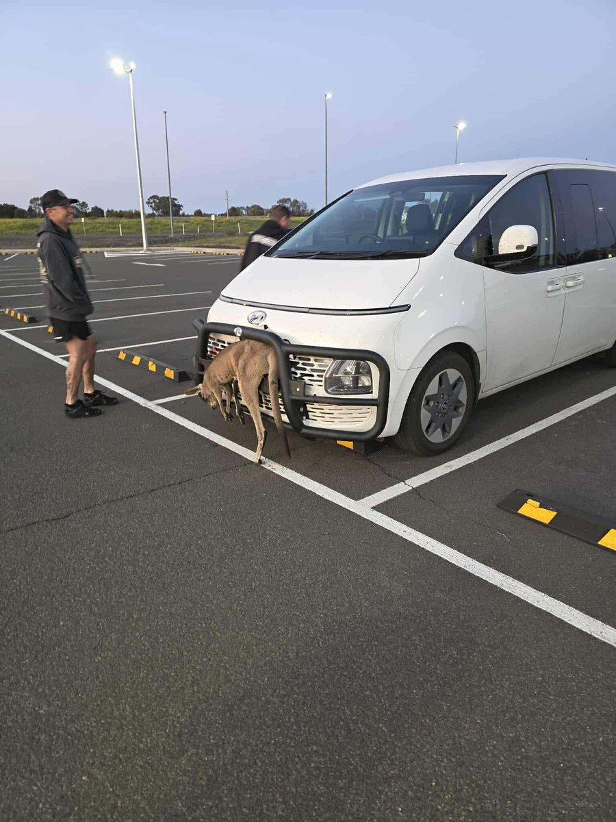 PooreyTv's tweet photo. Happy bring your kangaroo to work day.... https://t.co/yZH6APm1Vl
