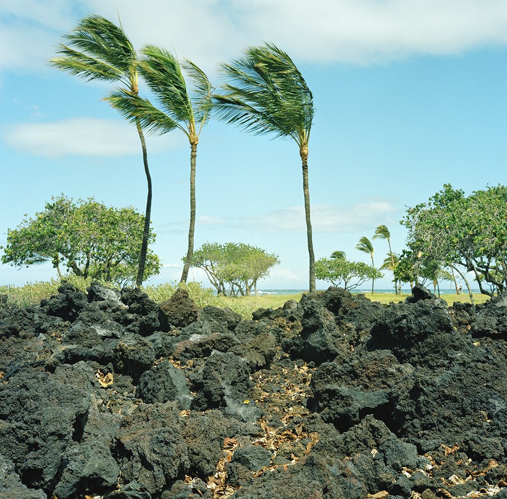 inao_toshiaki's tweet image. WAIKIKI PHOTOGRAPH

big island, hawaii
rolleiflex 2.8f planar 80mm

island breeze,
shifting light.

#hawaii #yousawscenes #rolleiflex #filmphotography #waikiki_inc_photograph