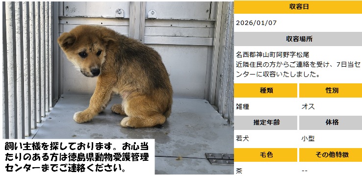 #徳島 #迷子犬
■1/7収容　若犬♂茶
名西郡神山町阿野字松尾　にて
■飼い主さん、お心あたりある方、至急ご連絡を！
命にきちんと向き合い、守ってほしい　殺処分は廃止！
どうか命が守られますように　※クレームNG！