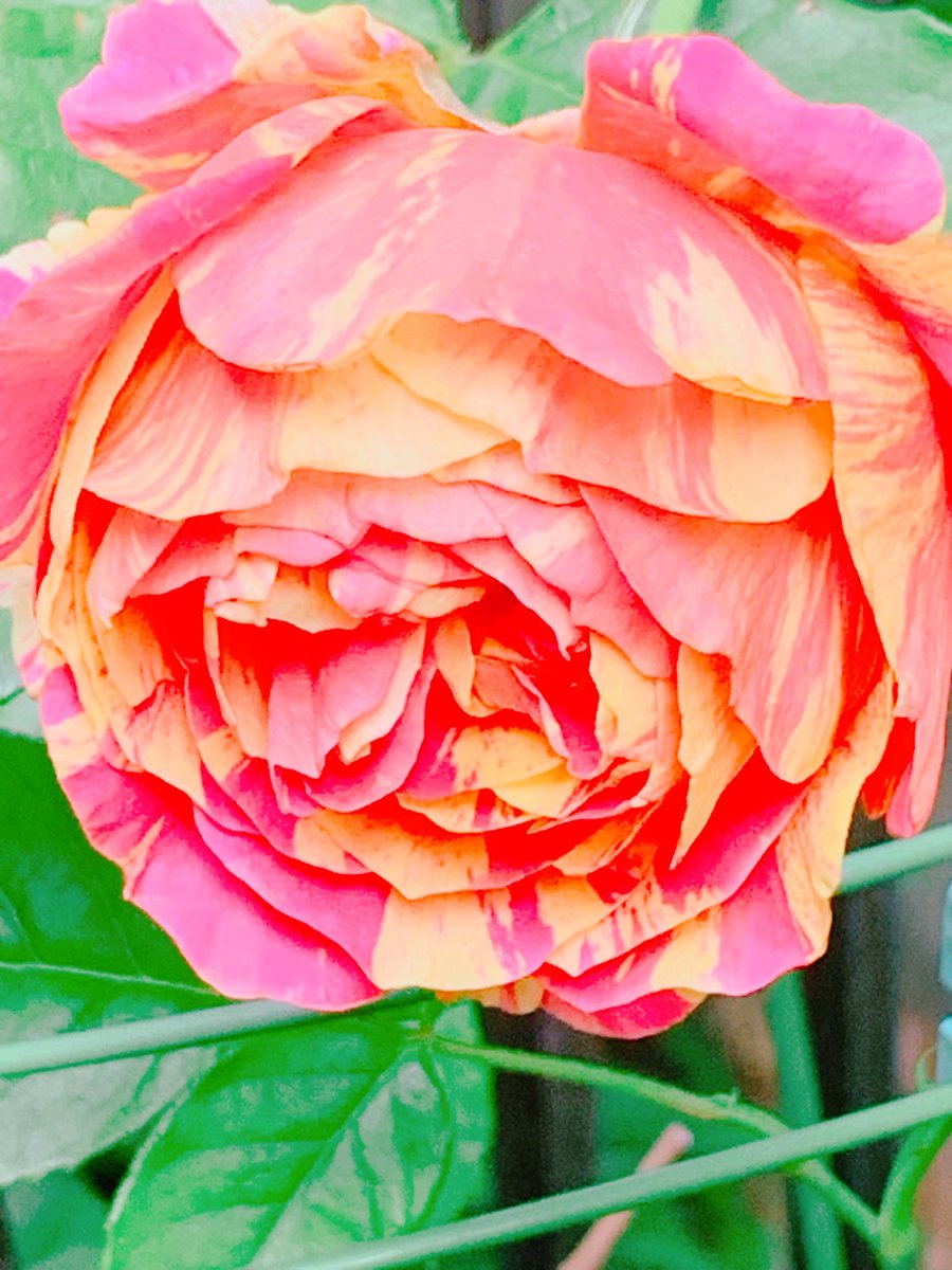 青葉桜子🇯🇵 tweet media