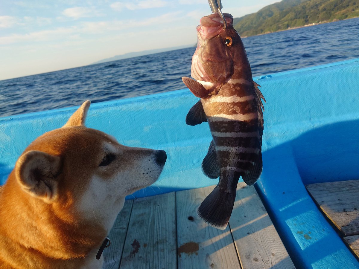 梶井照陰と柴犬ハナ tweet media
