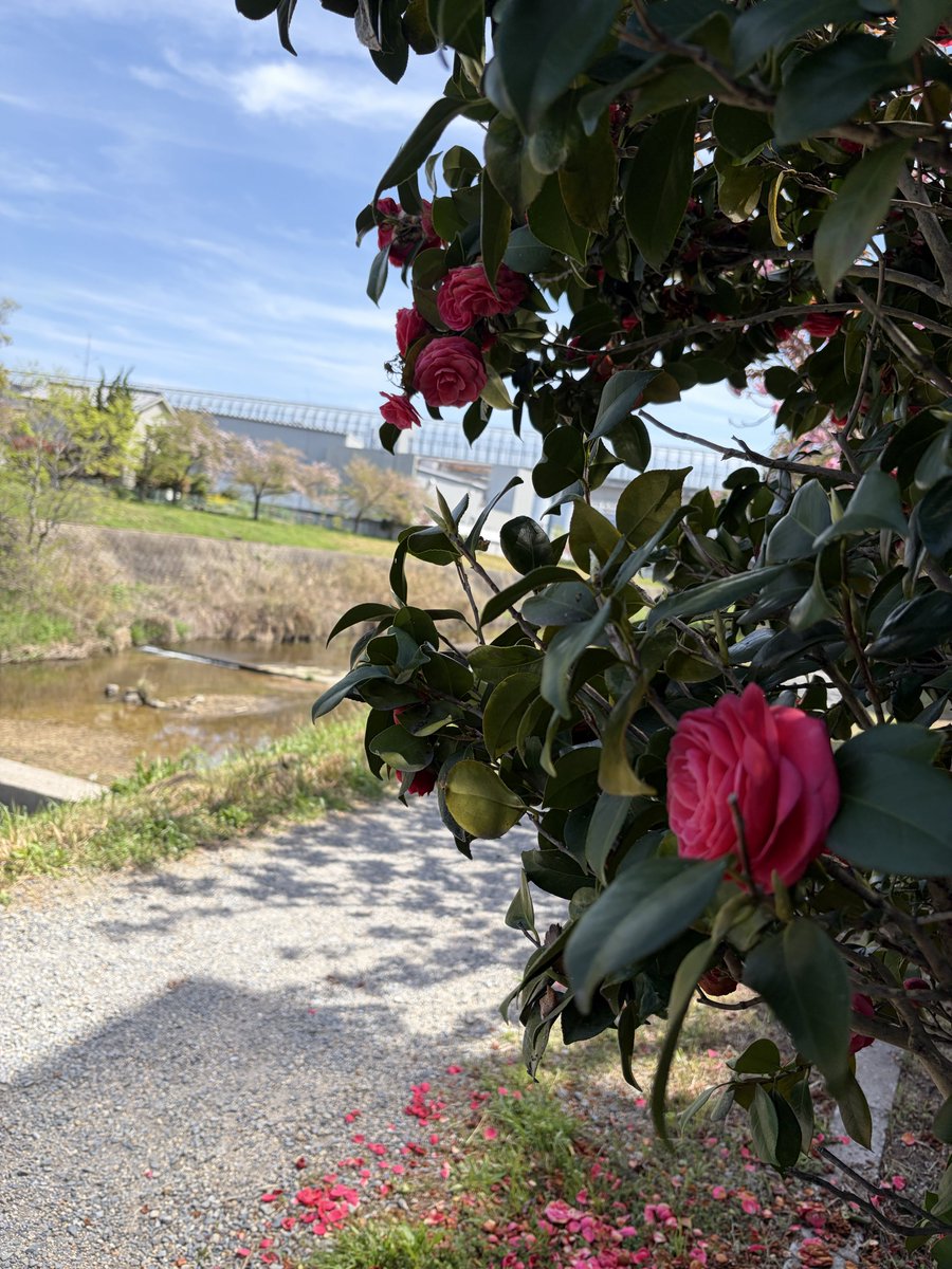 Zilch_Ninja's tweet photo. GW最終日？
ふっ…甘いな。有休消化で５月丸々休みな俺は、ゴールデンウィークならぬ
ゴールデンマンスを満喫中！

……………暇。

#GW最終日 https://t.co/w8h5CS1Yc1