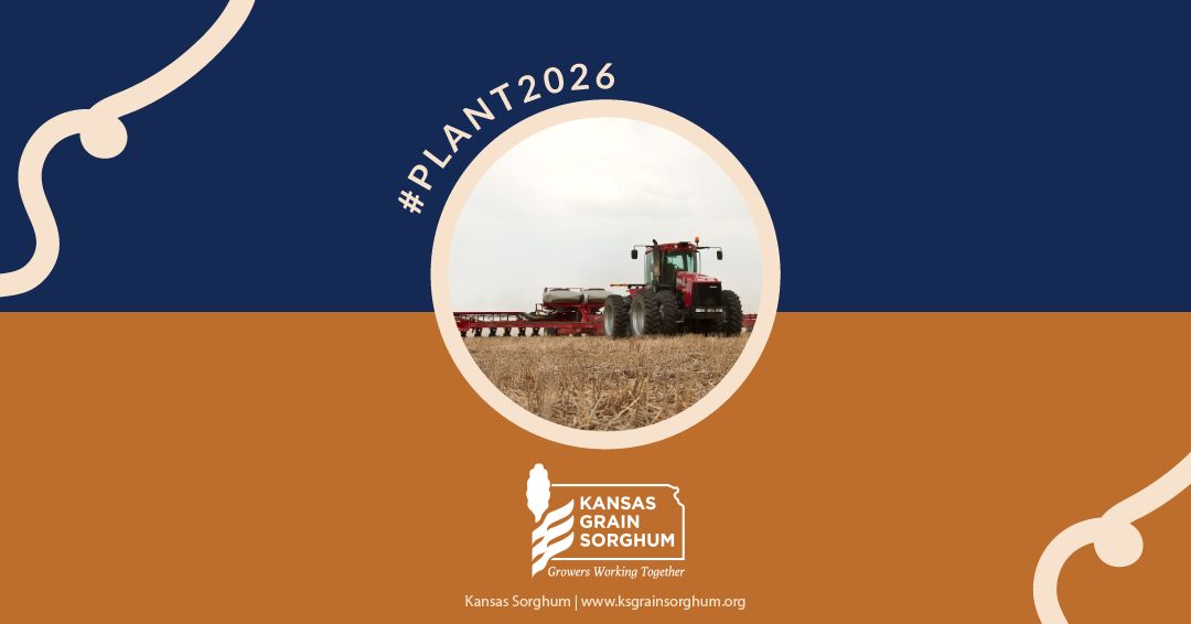 KSsorghum's tweet photo. The numbers are in: According to the USDA, Kansas sorghum growers are expected to plant 2.7 million acres in 2026. #Plant2026 https://t.co/7AuDr8CaUR