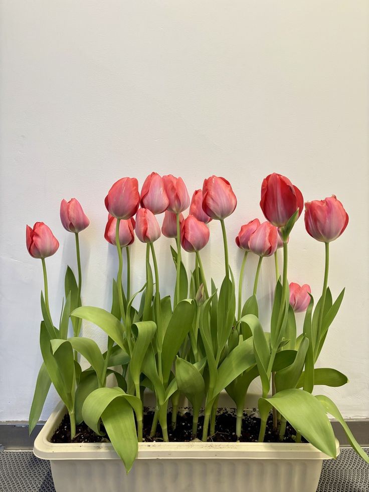 tutututututulip's tweet photo. https://t.co/7PoNF4o6yB