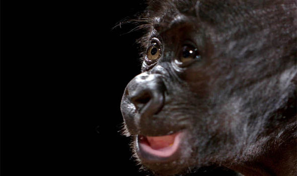 Tiny Gorilla tweet media