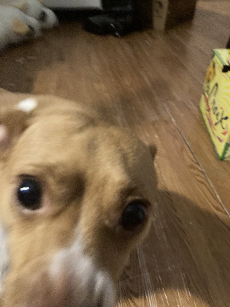 DaSnowmanz's tweet photo. LIVE with more Jak II https://t.co/3xYvGeU2uC (Thor is impossible to take pictures of I swear) https://t.co/91ZQIXetpQ
