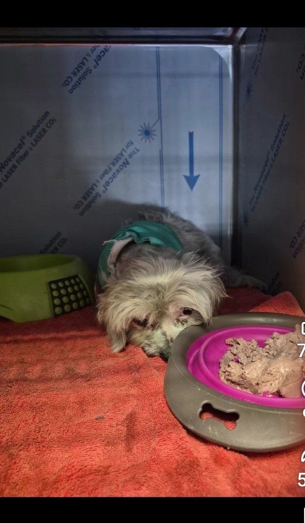 Totò è un maltesino nato, presumibilmente, a settembre 2025. È entrato al sanitario perché aggredito da cinghiali. È in via di guarigione e cerca una famiglia. È un cagnolino dolcissimo. Verrà affidato castrato ma SOLO a Roma. ☎️ Rita 3332729049 RP per favore 🙏🙏🙏🙏🙏❤️❤️❤️❤️