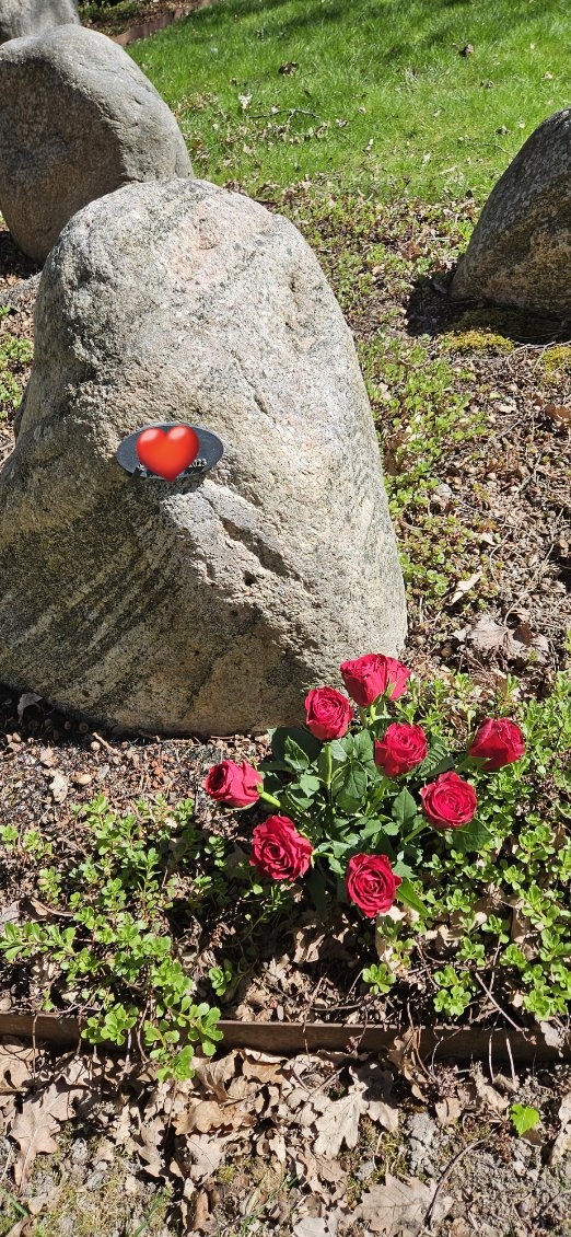 SwedishGamester's tweet image. My dear #mom and I went to #dad's #FinalRestingPlace at the #MemorialPark this past #Sunday and saw the #daffodils had withered so we removed them.
Today she went back and placed #RedRoses at his stone to commemorate him on his #DeathDay. So now dad have #FreshFlowers again! ❤️🥲