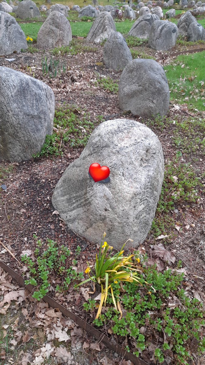 SwedishGamester's tweet image. My dear #mom and I went to #dad's #FinalRestingPlace at the #MemorialPark this past #Sunday and saw the #daffodils had withered so we removed them.
Today she went back and placed #RedRoses at his stone to commemorate him on his #DeathDay. So now dad have #FreshFlowers again! ❤️🥲