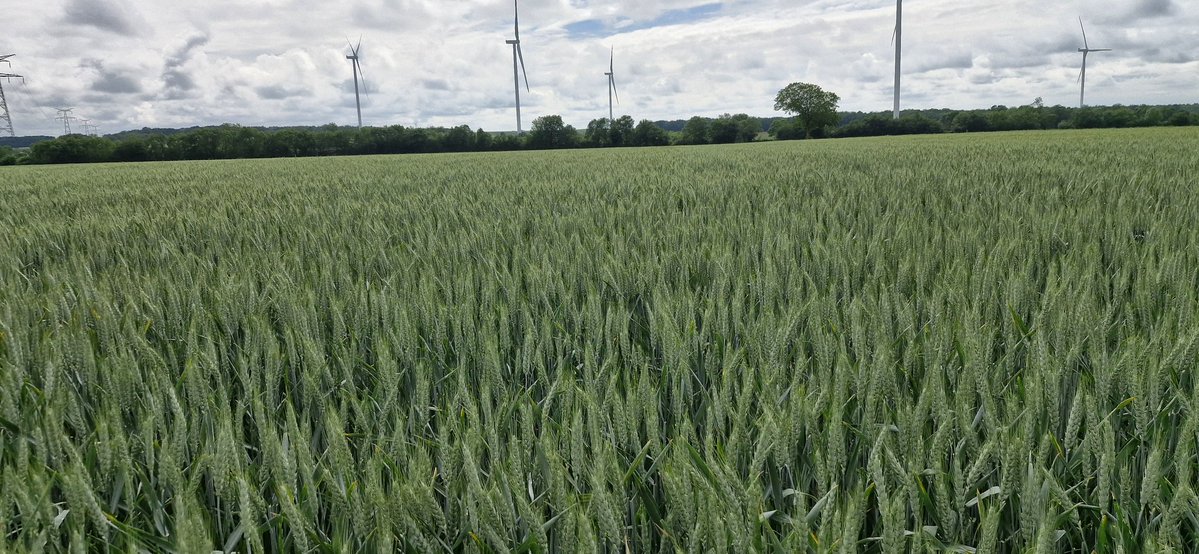 FPetorin's tweet image. Petit tour de plaine hier après-midi !
Les 39 mm du week-end  ont fait du bien !😊🌧🌧
Les cultures se sont étoffées !
Par contre, une mauvaise surprise 🫣 gel sur blé dur !😢
#agriculture #nature #tuesdaymotivation