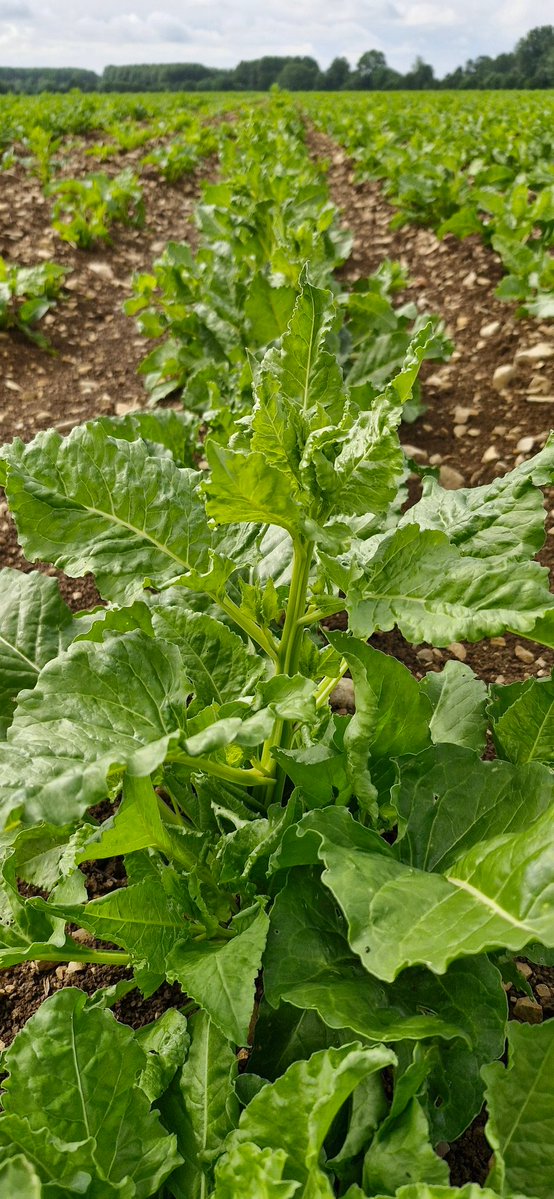 FPetorin's tweet image. Petit tour de plaine hier après-midi !
Les 39 mm du week-end  ont fait du bien !😊🌧🌧
Les cultures se sont étoffées !
Par contre, une mauvaise surprise 🫣 gel sur blé dur !😢
#agriculture #nature #tuesdaymotivation