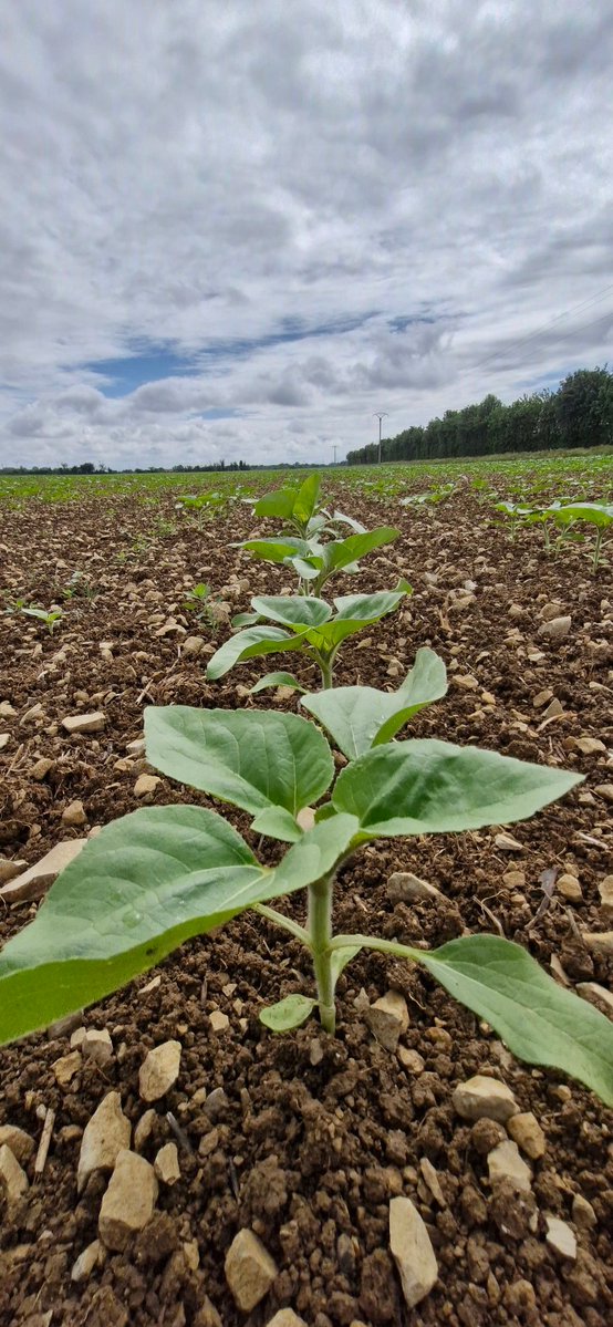 FPetorin's tweet image. Petit tour de plaine hier après-midi !
Les 39 mm du week-end  ont fait du bien !😊🌧🌧
Les cultures se sont étoffées !
Par contre, une mauvaise surprise 🫣 gel sur blé dur !😢
#agriculture #nature #tuesdaymotivation