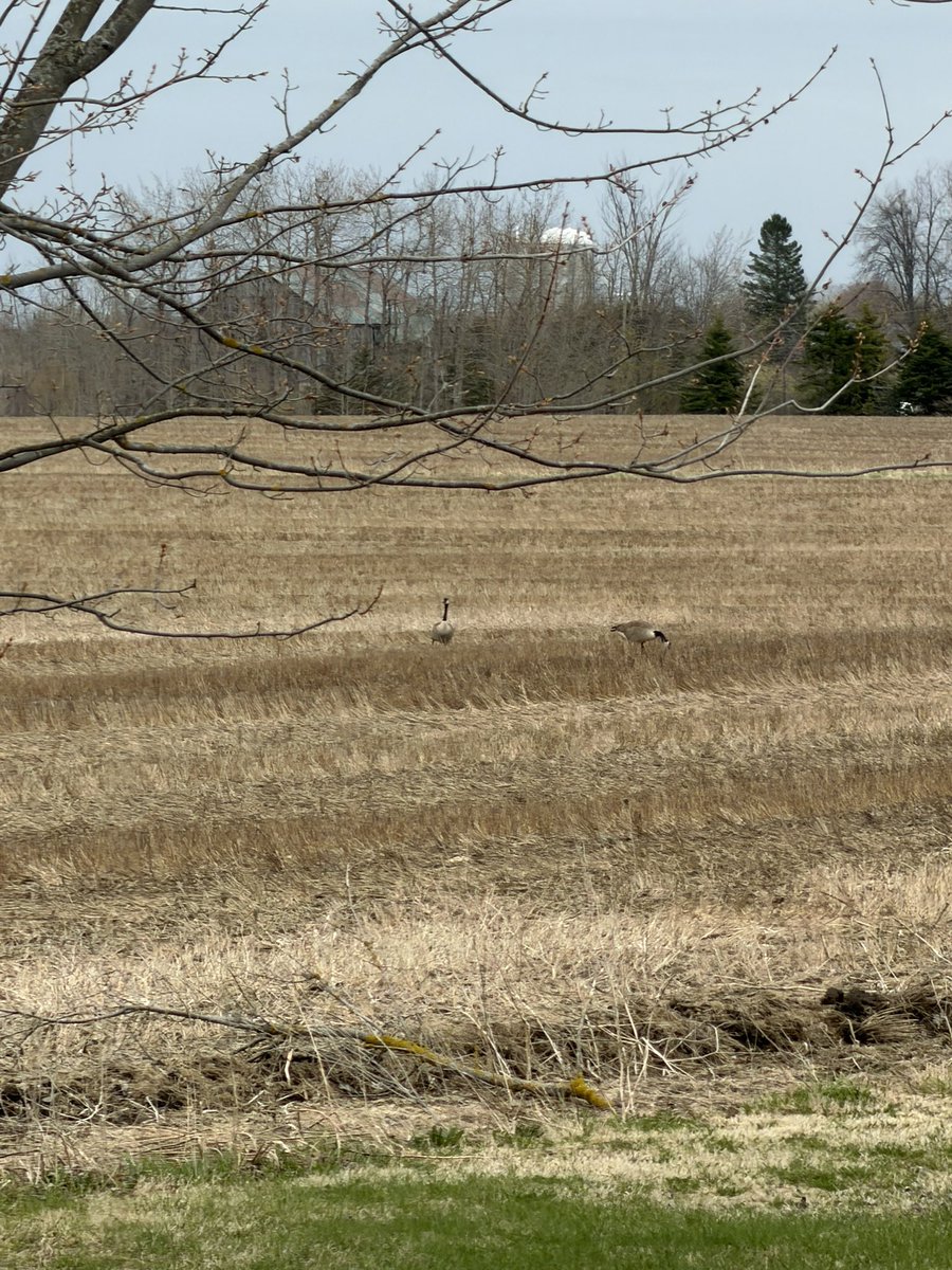 BevKnits's tweet photo. @MarkNarrations Ha, right after I posted my comment, I looked out the window to see these two sauntering on by. https://t.co/lPEyLfc9rA