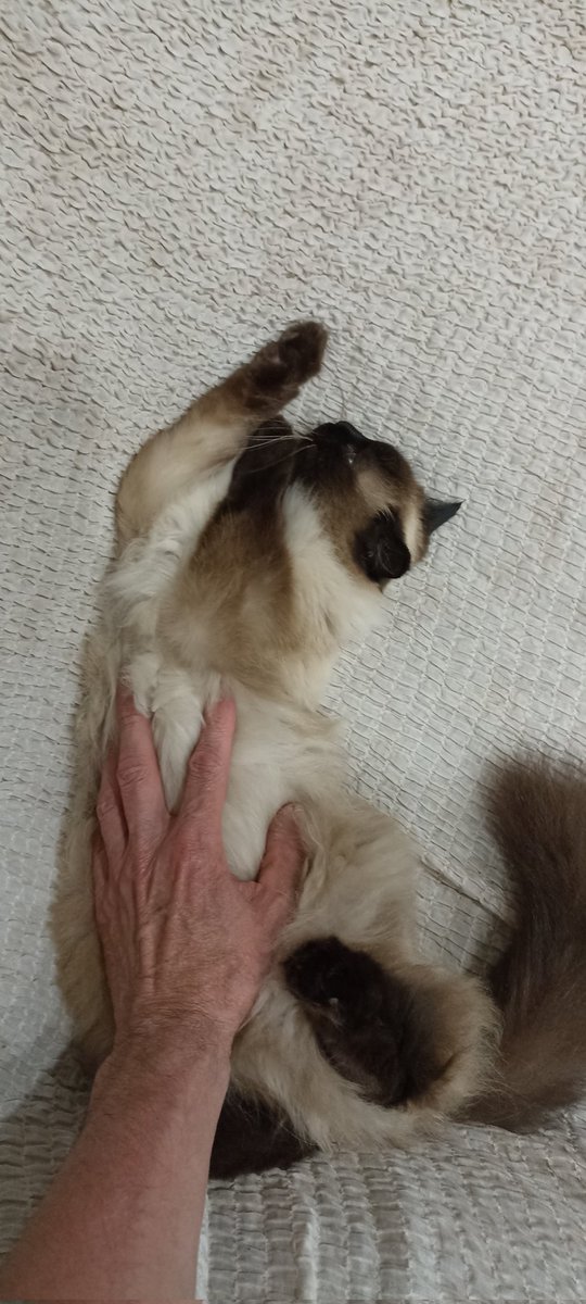 DenisMaximov's tweet photo. @mistressofacat Повторили вместе с Мусси эксперимент. Подтверждаем! https://t.co/bcTDSgsGee