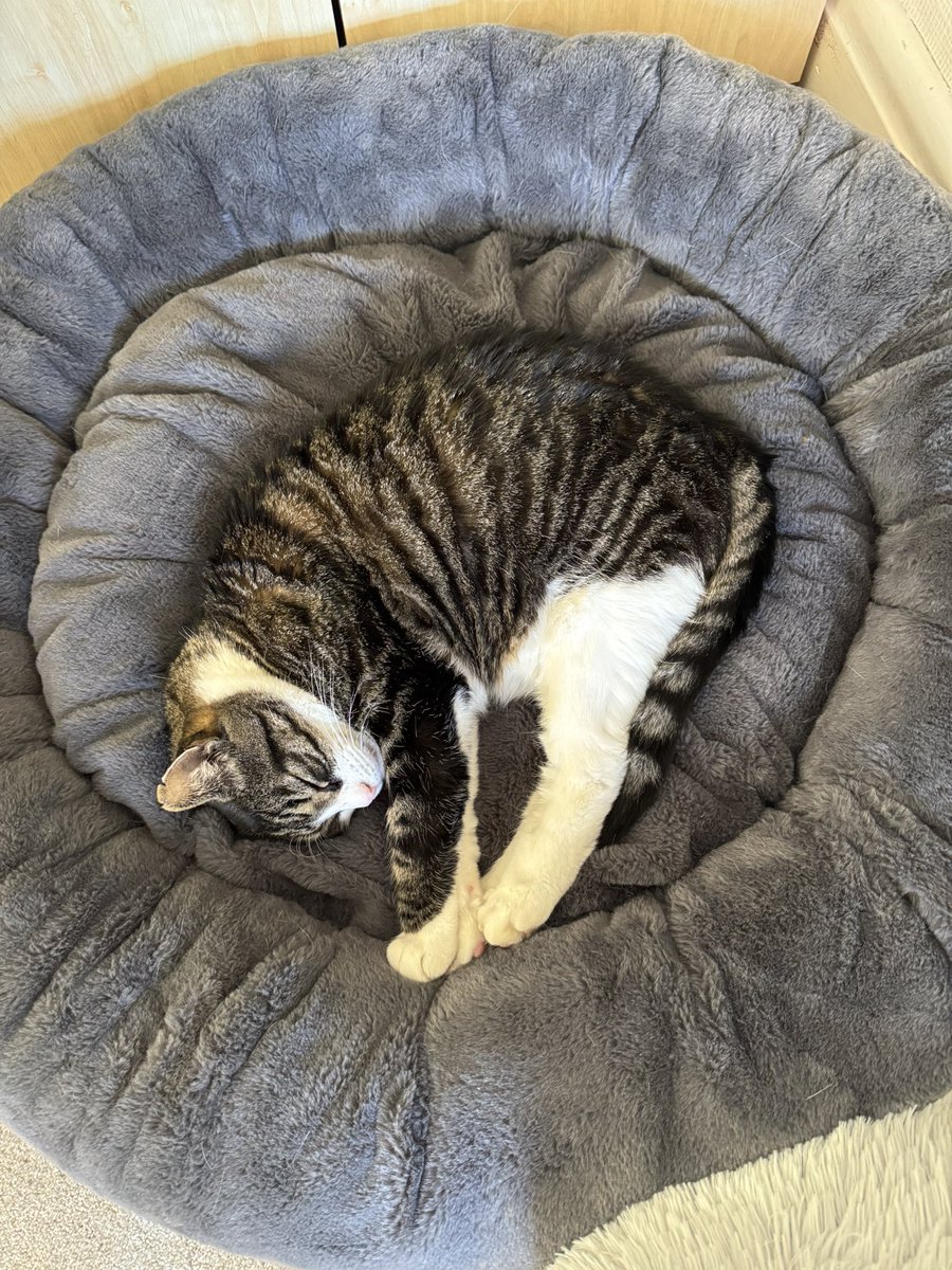 RFFarm's tweet photo. @PickliciousF Seven years with my new family after about 3 totally feral and lost https://t.co/a45adHurz7