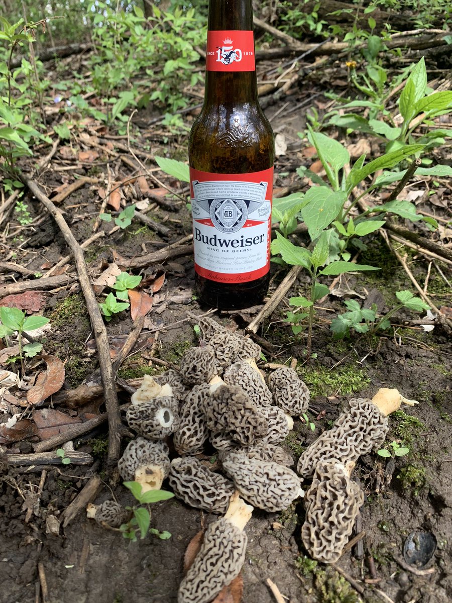 BrianHoff7's tweet photo. The only for sure thing about the finicky and sometimes just purely frustrating Iowa morel season is that the @Budweiser is always cold! #morels #kingofbeers #coldbeer https://t.co/NNYp17XLcg