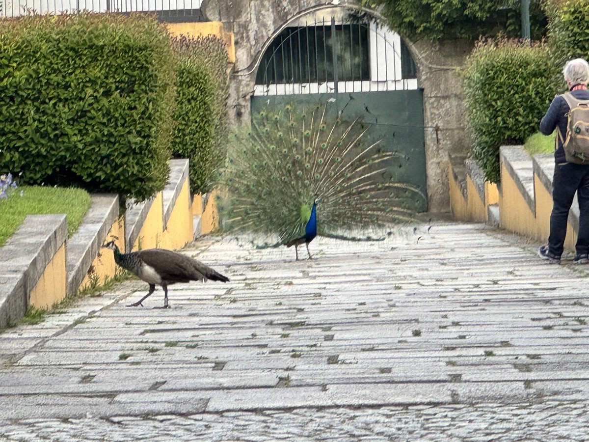 CognosR's tweet photo. Beautiful Porto … It’s my first time in Portugal. 🇵🇹 if you have any tipo what I must see, or whom to meet. 

Let me know. Obrigado https://t.co/6otVuQHHnf