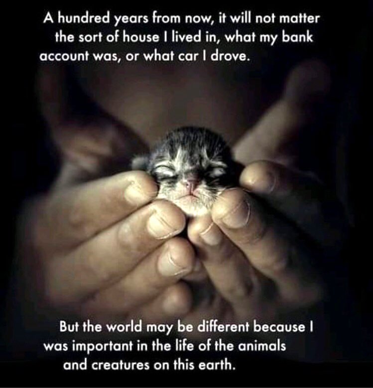 catgirl321's tweet photo. @PicklesMil @MeowMiya88 @PeterAskin1 …. and over the years he adopted SCORES of (very) #SENIOR cats and loved and treasured them every day of their lives❤️🐾 #RIPPeter #HeartOfGold https://t.co/z6YvKNoqFT