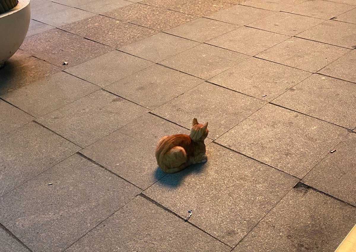 zuhrevi_felc's tweet photo. biri 62’den kedi çizmiş https://t.co/Oq3gIRAoWf