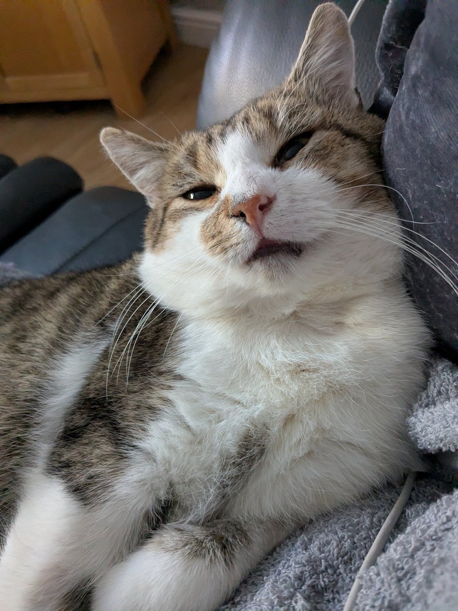 brad_zoe's tweet photo. @PickliciousF We rescued Eric who had been straying for 2 years, he's loving  having a home ❤️ https://t.co/i0okCnN087