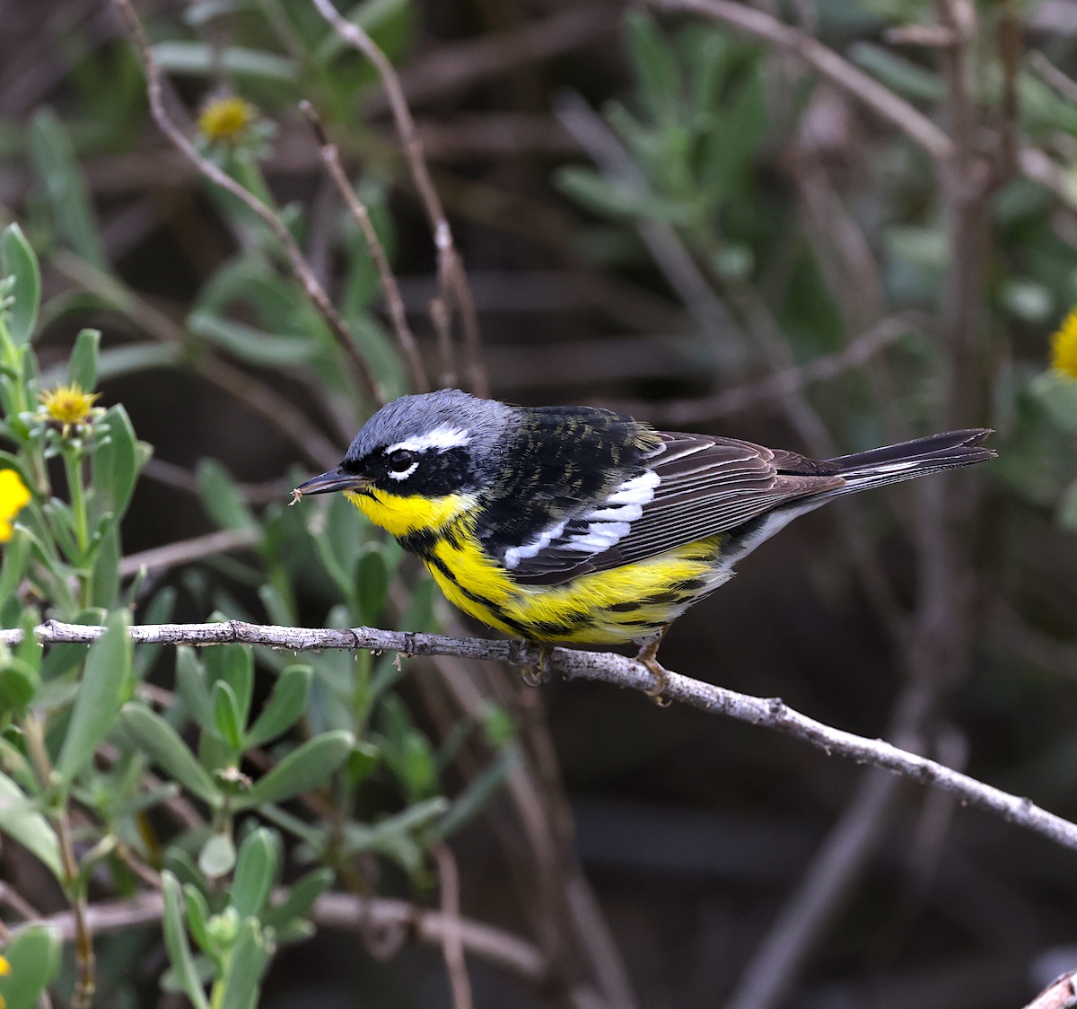 TexasBirder tweet media