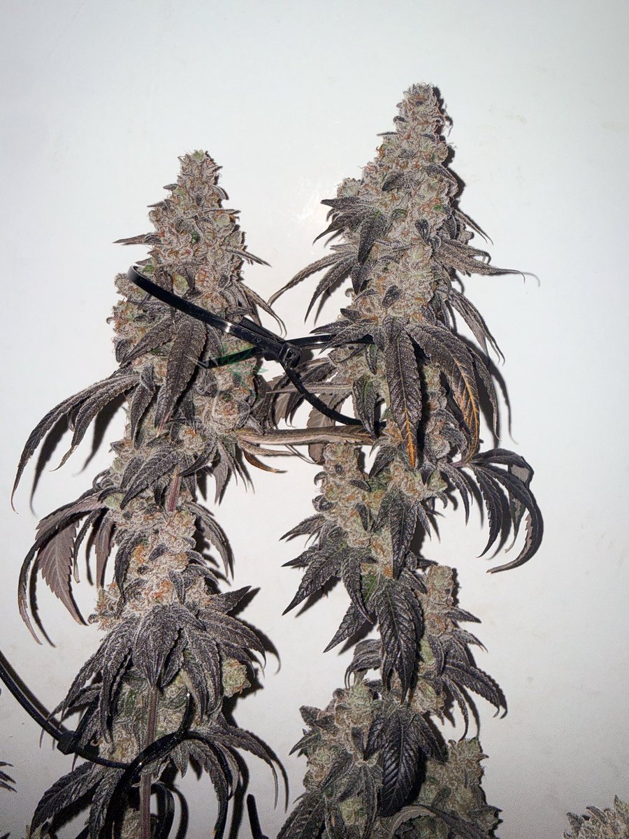 ThePlantStable's tweet photo. Carbon Killerz #harvestday ๐ฆจ
Created and Selecred by @StrayfoxGardenz
Cultivated by Yours Truly
Exceptionally #skunk aromas coming off this gal. Canโt wait to dance with her in a few weeks ๐ ๐ฅ ๐จ ๐จ https://t.co/p5MvBuUkIu