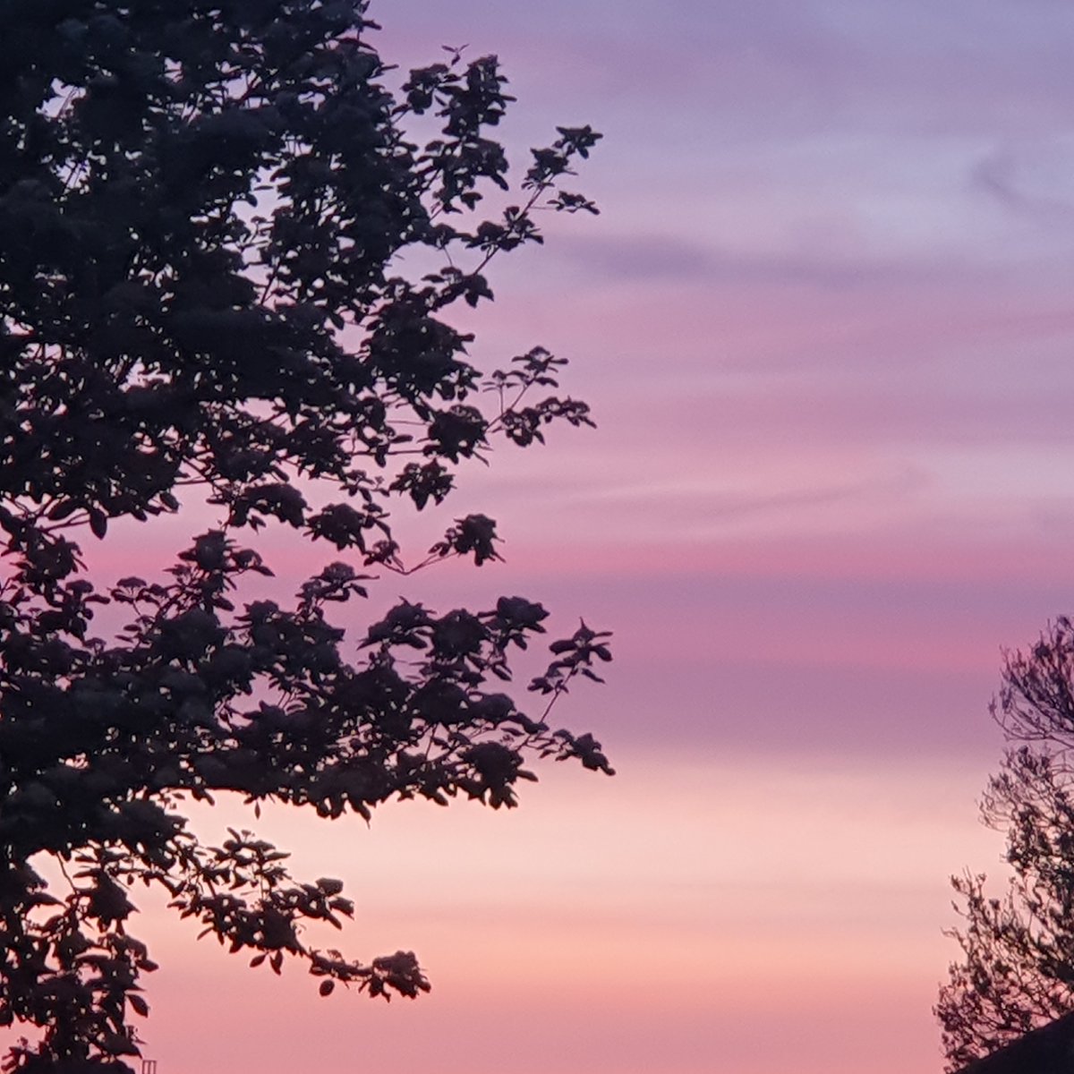 MarietteSohns's tweet image. Trees enjoying a beautiful sunset #TreeClub