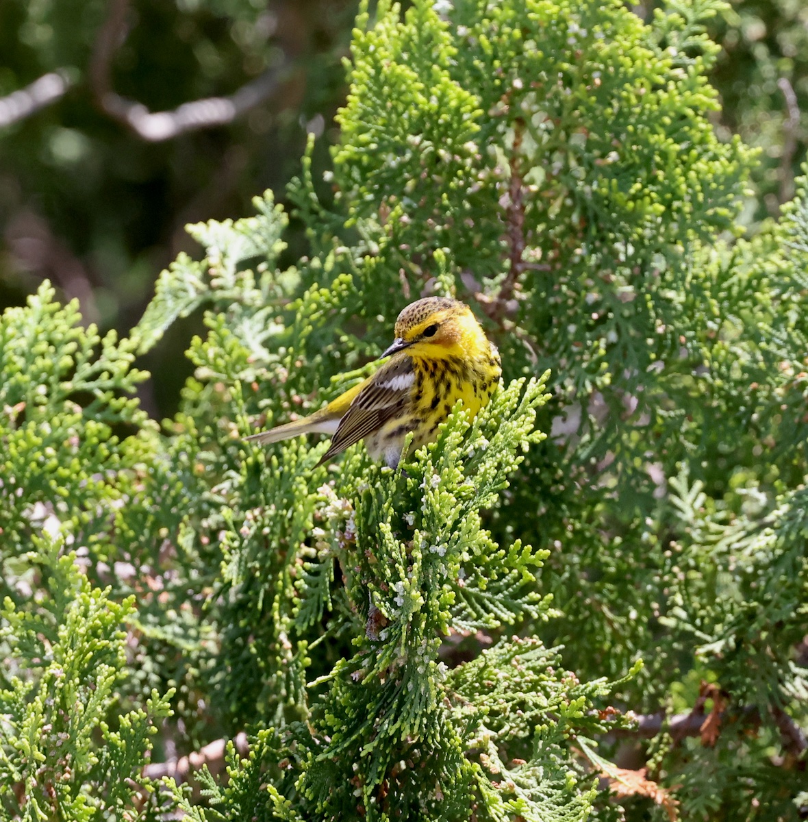 TexasBirder tweet media