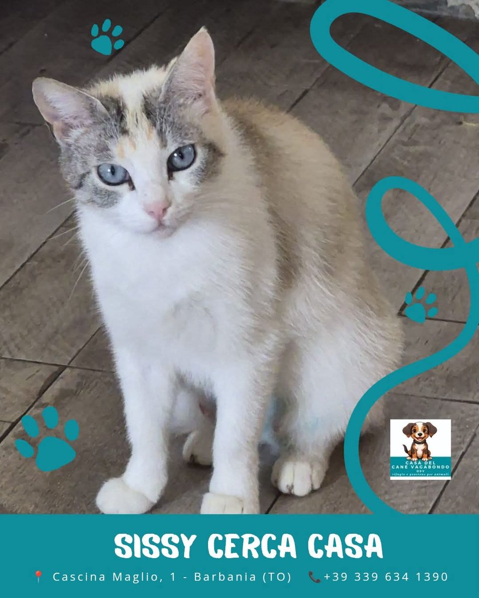 FiorellaArcodi1's tweet photo. 🏡 𝙎𝙄𝙎𝙎𝙔 𝘾𝙀𝙍𝘾𝘼 𝘾𝘼𝙎𝘼 🏡 

Questa micina bellissima, incrocio siamese, di circa 1 anno cerca casa! Visto l'abbandono che ha subito ha bisogno di una famiglia amorevole e p

📞 Per info e adozioni: 3396341390 (Patrizia - no messaggi)

# #adoptdontshop #catlover ❤️ https://t.co/MlDYjJ1vNk