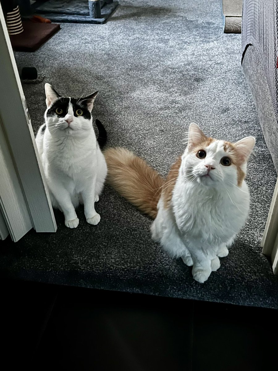 UnexpectedPenny's tweet photo. @PickliciousF My 2 sad kitties agree ❤️❤️ https://t.co/rPW7DyPK97
