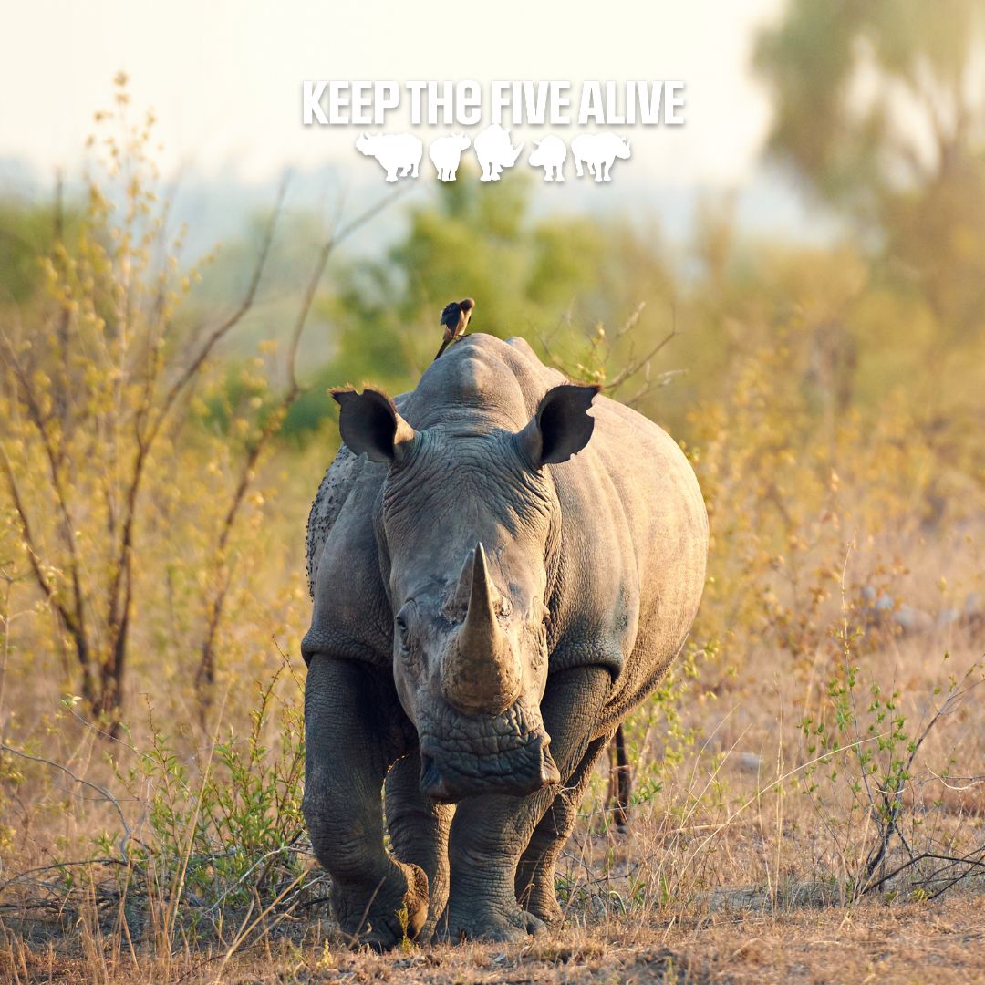 RhinosIRF's tweet photo. IT’S 5/5! 🚨🦏🦏🦏🦏🦏 Today is the day we fight for the Five. We have $35,000 on the line—if we raise it, it gets DOUBLED by Blue Rhino. Whether it's $5 or $50, your gift ensures the survival of these iconic species. Let’s reach the goal together!
https://t.co/X3BgCrtxKE #KTFA https://t.co/VwwnmLrVEa