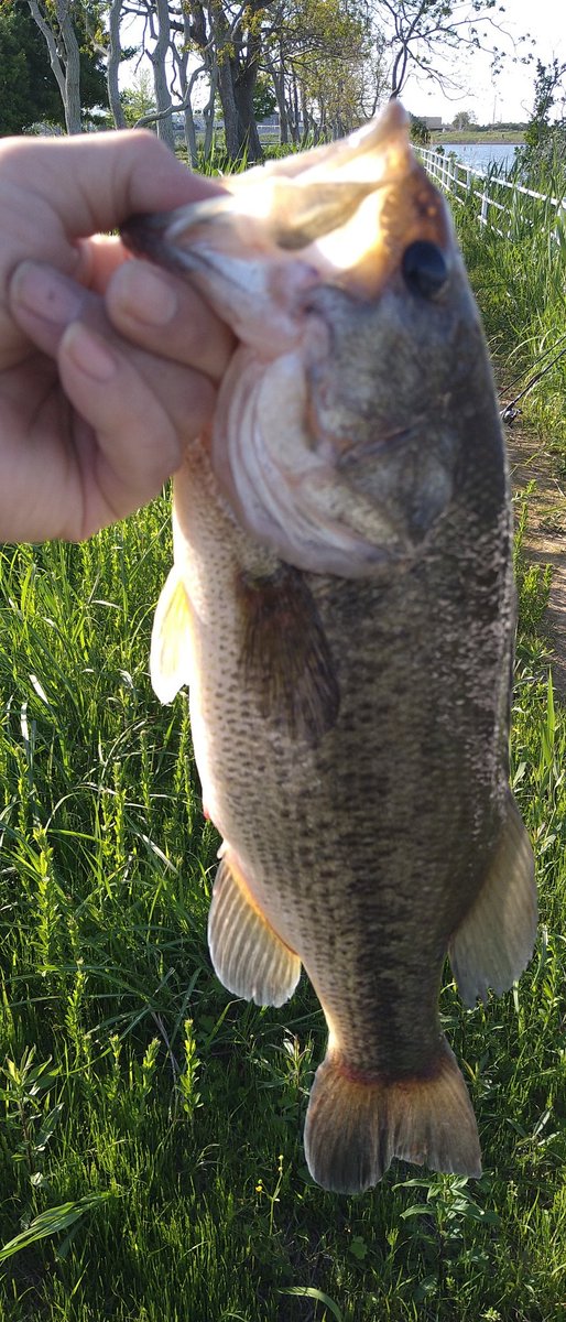 sinkenshiro's tweet photo. 釣れたー🎣 https://t.co/jhPXsO7uds