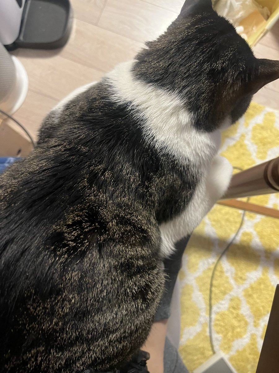 ネコ ねこ島】車で渡れる九島で人懐っこい猫に癒されました | 車で来た猫そら