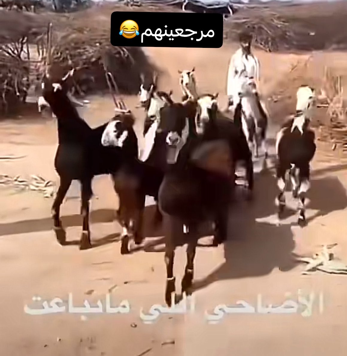 Auz | عزيز tweet media