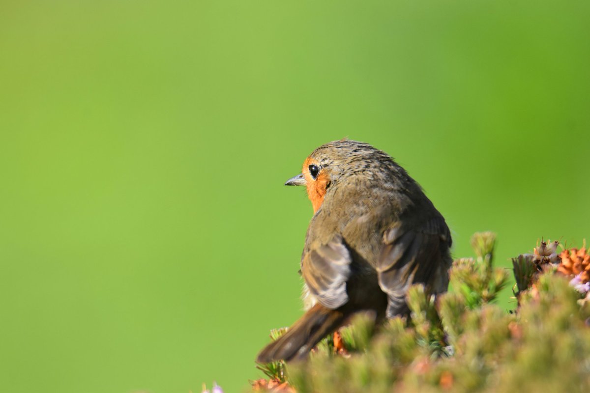MartinM79510567's tweet image. #Robin #killadreenan