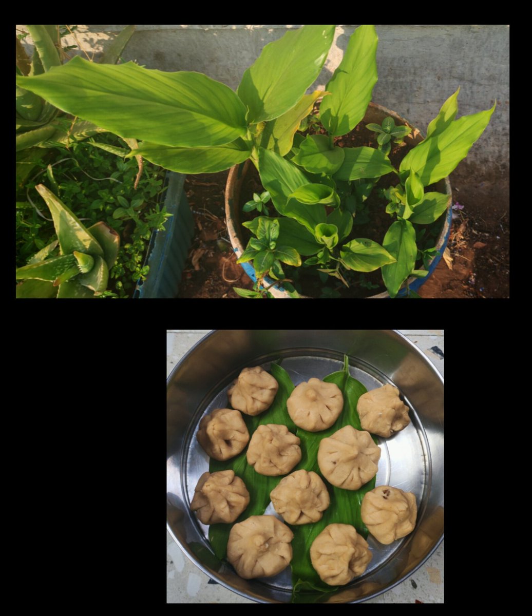 teatattler's tweet photo. Modaks made by yours truly.. using homegrown turmeric leaves!! 💚
I like wheat modaks for a change.. They taste just as yum. Next time, will try making modaks with ragi flour!
#Modak #WheatModak #Angarika #Sankashti #Chaturthi https://t.co/DkBqUHXyZ5