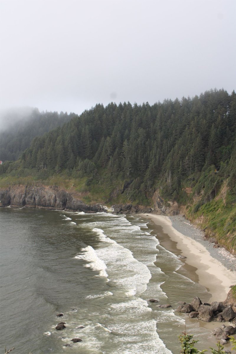 thathawksgirl's tweet image. Are those… pines? Do you guys have pines at the beach? 🌲
Google says it’s “like pine, but not quite, but close enough”… didn’t make much sense 😂
#pnw #beach