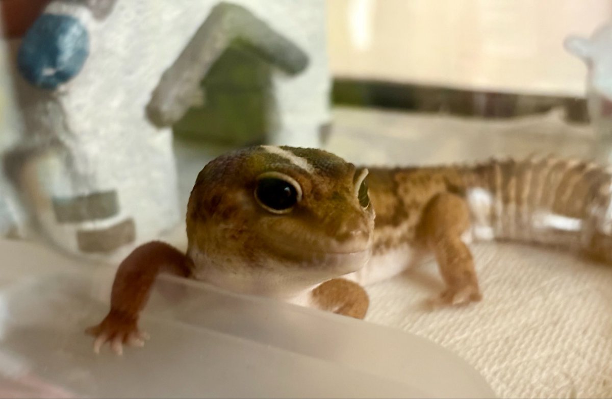 ロンラム🦎♨️ tweet media