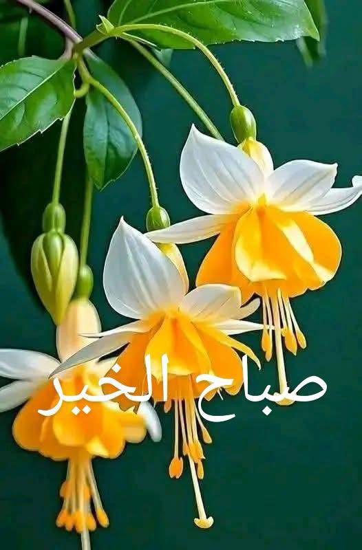 محمد فتحي tweet media