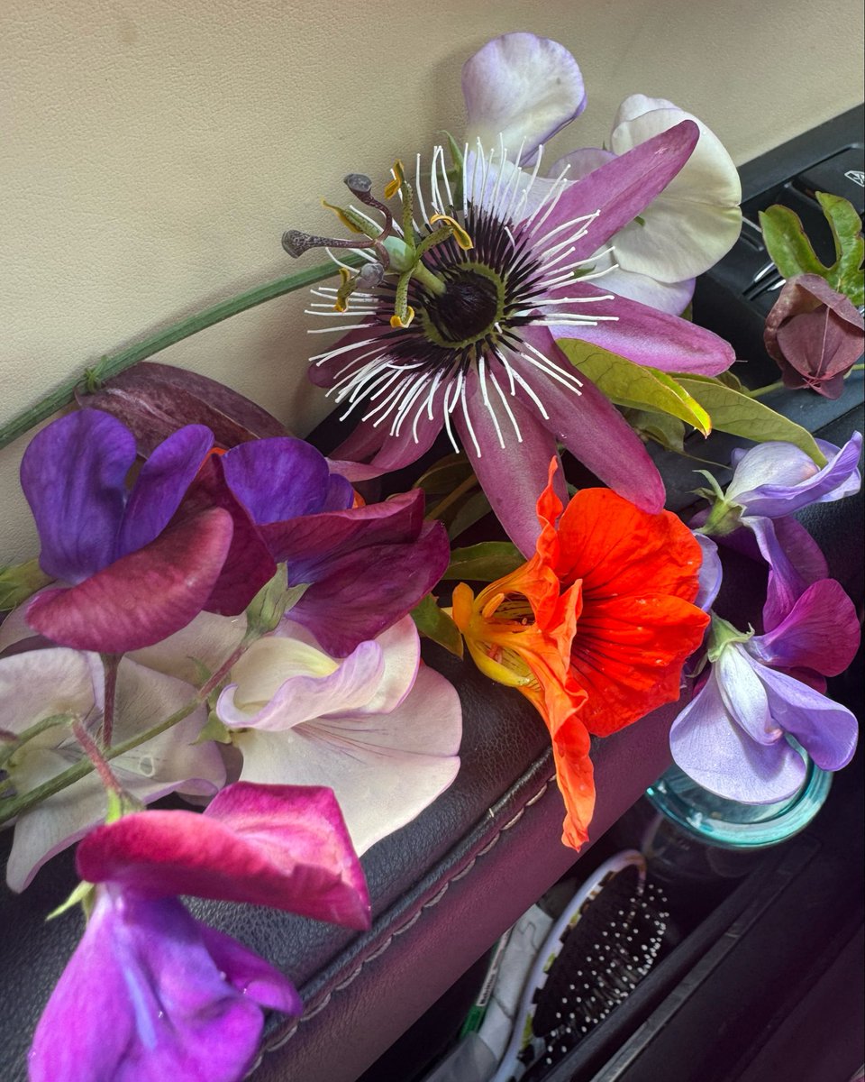 MoonshineDesign's tweet photo. If you think you see me snatching the sweet pea  &amp; passion flowers 🌺 from the community garden…no you don’t ✌🏼🤷🏼‍♀️ #carFlowers https://t.co/f9PZ668n6E