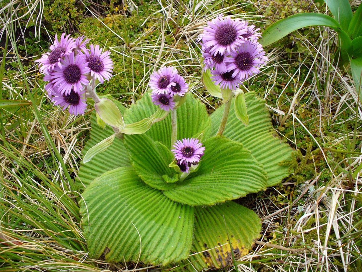 aestheticpost's tweet image. In nature, vibrant clusters of daisy-like flowers rise gracefully from prominent, deeply striped green rosettes.