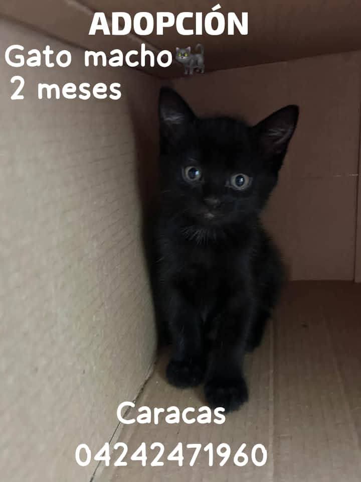PerroUsuario Wof '•' tweet media