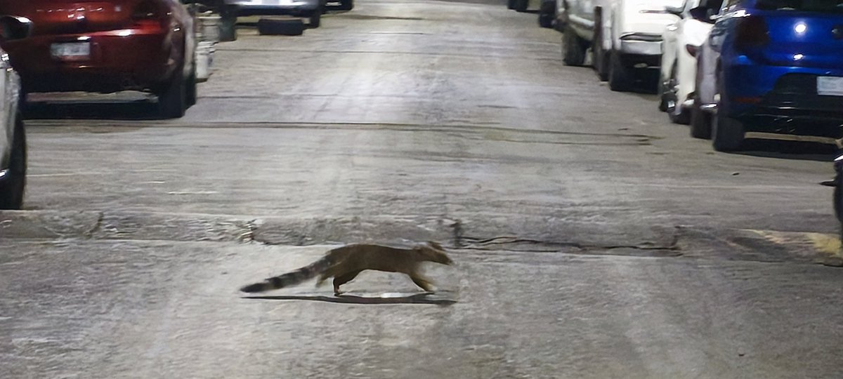 moisesrdf_'s tweet photo. Ahora entiendo por qué los he visto tanto en la zona... 😊
#Cacomixtle #Azcapotzalco https://t.co/dKVqjCSyZe