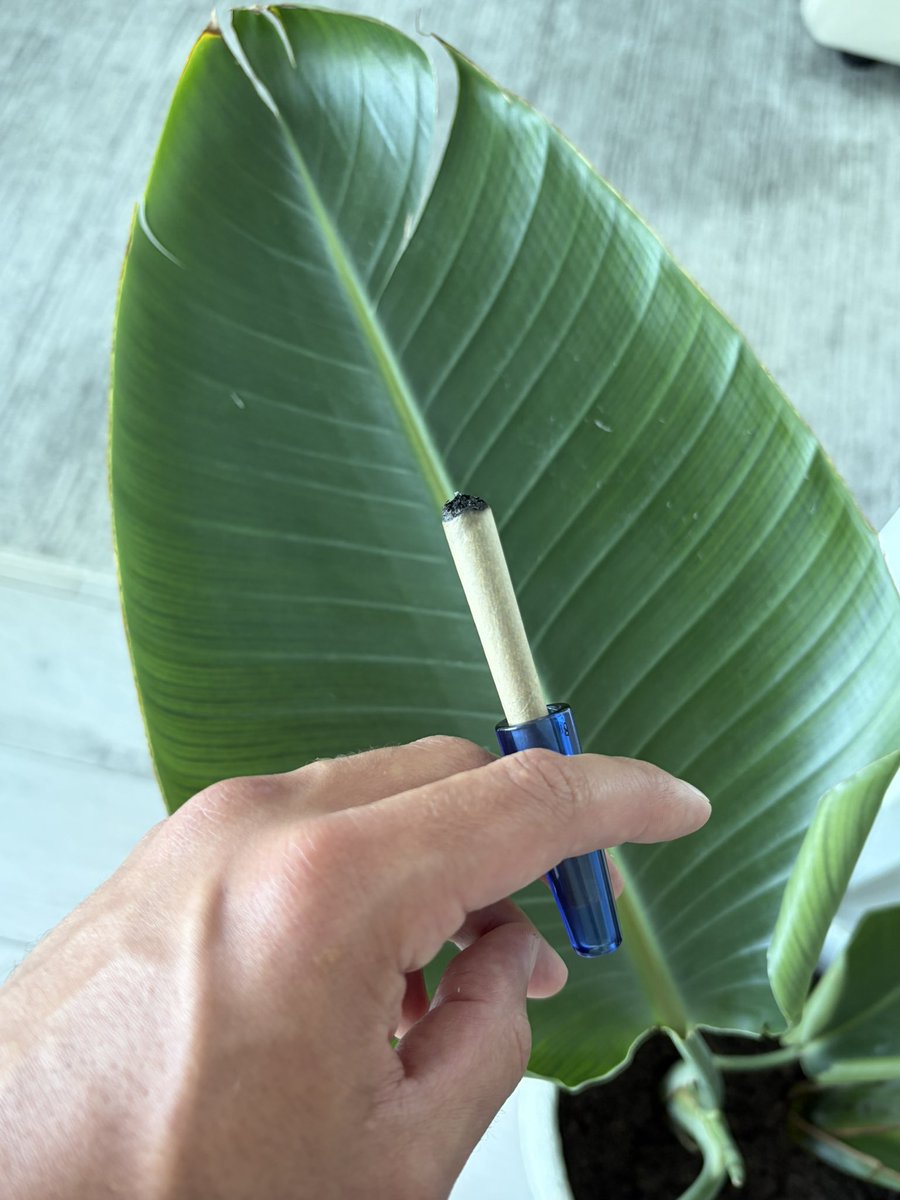 co_exotics's tweet image. About to try that Blueberry Pancake 🥞🫐 

I’ll update you guys on the smoke shortly! 

Link here ⬇️ 
coexotics.co/product/bluebe…

#cannabiscommunity #cannabisculture
