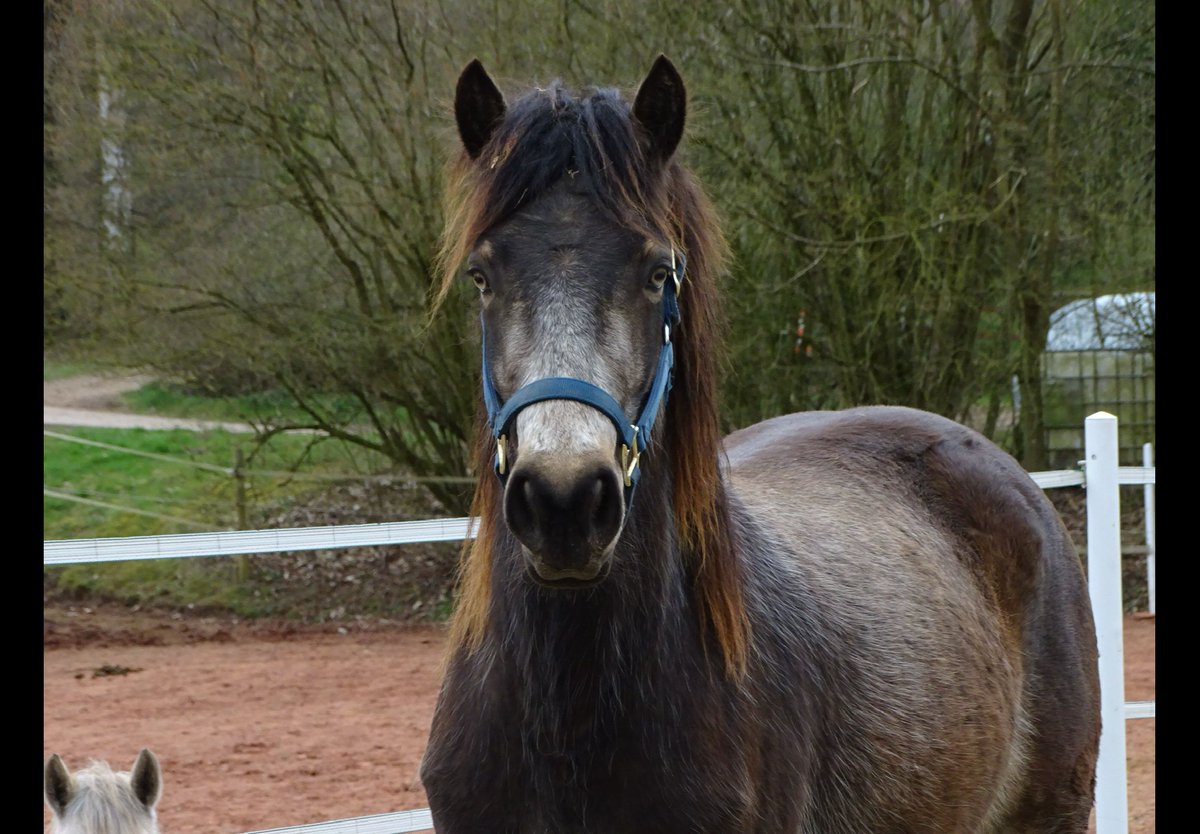 ehorses.com - horse market tweet media