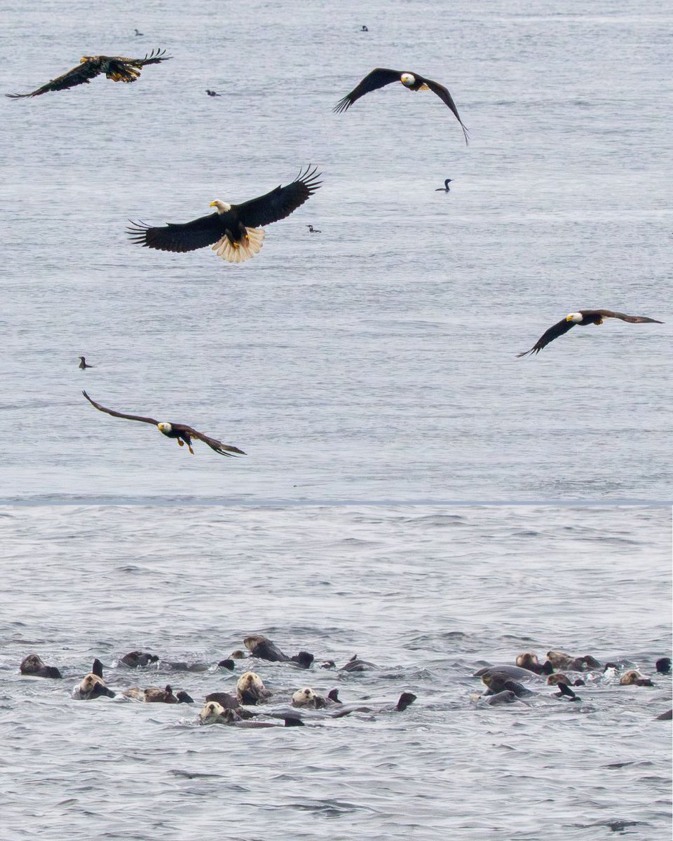 Lindblad Expeditions tweet media