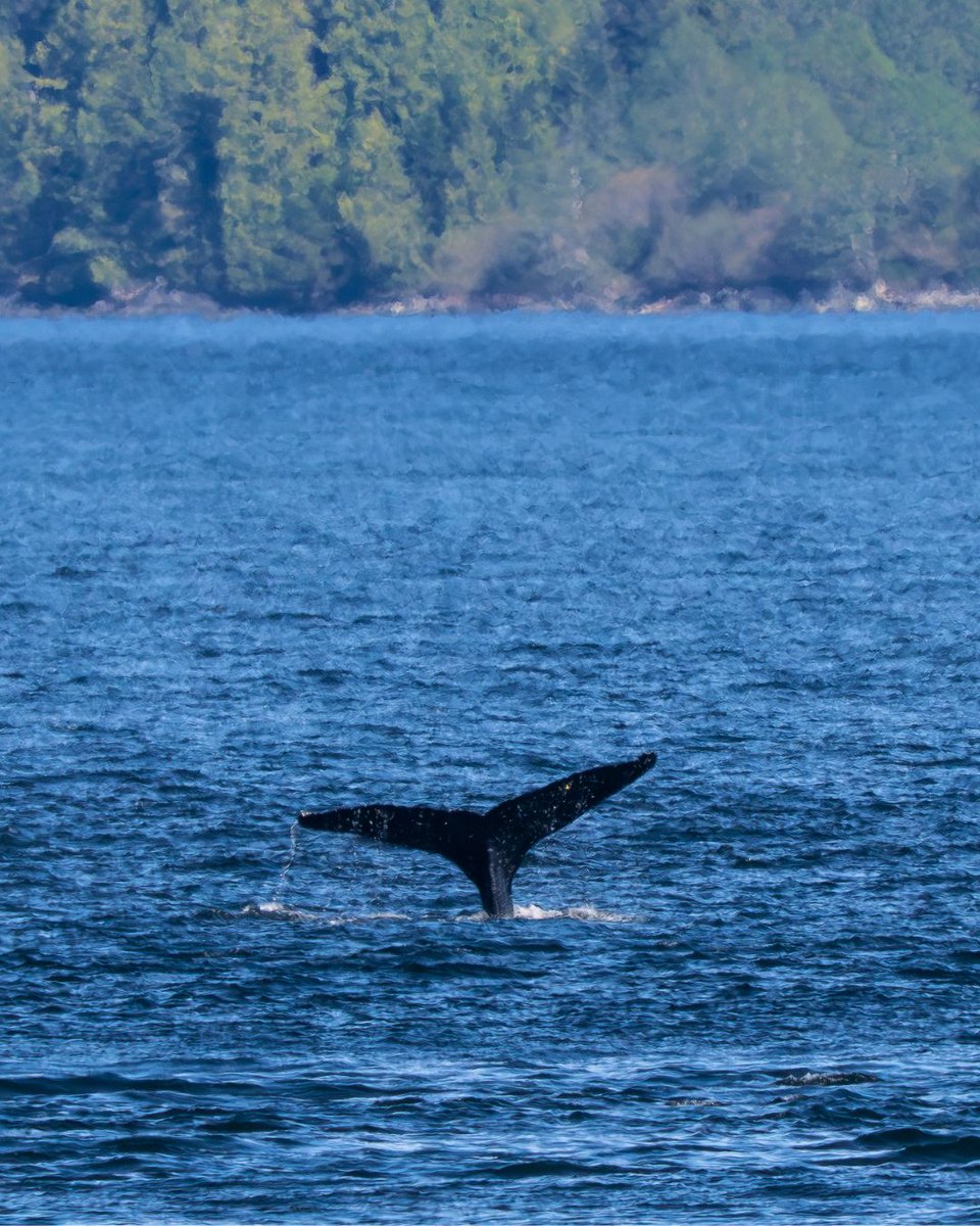 Lindblad Expeditions tweet media