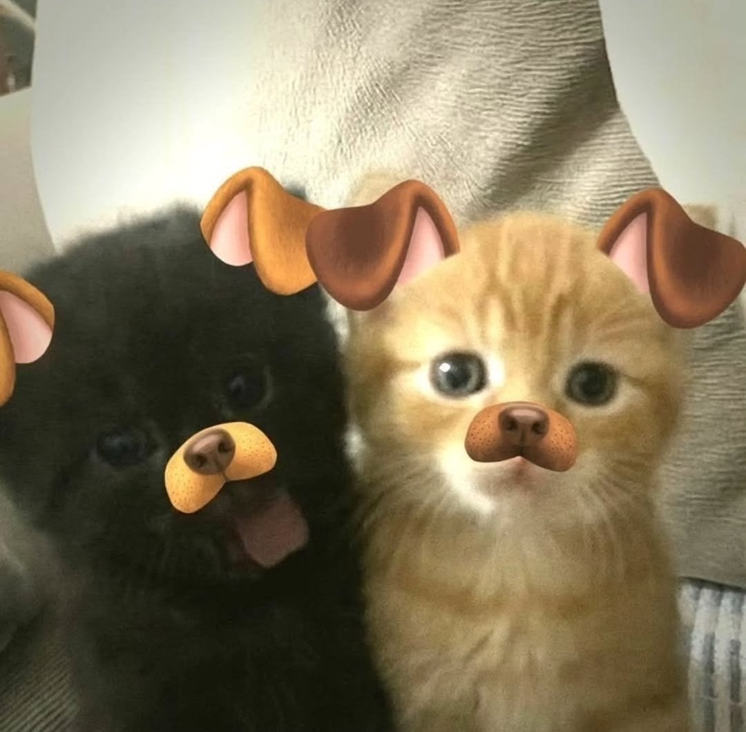 cats 🐈 tweet media