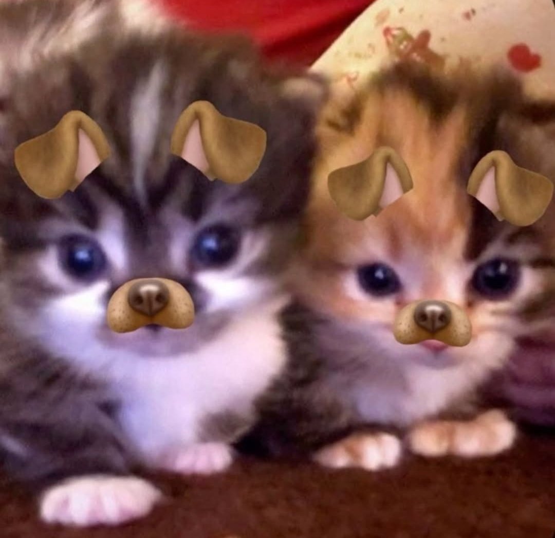 cats 🐈 tweet media